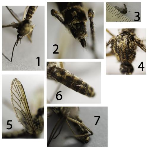 Culex pipiens